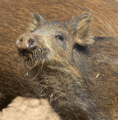 Wild Piglet
Posing for the camera.
Keywords: wild boar wild piglet posing