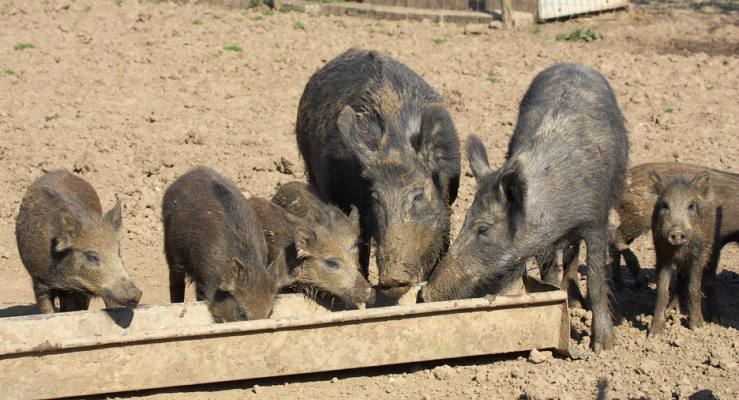 Wild Boar Family
Enjoying lunch together.
Ключевые слова: Wild Boar pigs piglets trough lunch