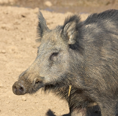 An Adolescent Wild Boar
الكلمات الإستدلالية(لتسهيل البحث): adolescent wild boar tusks
