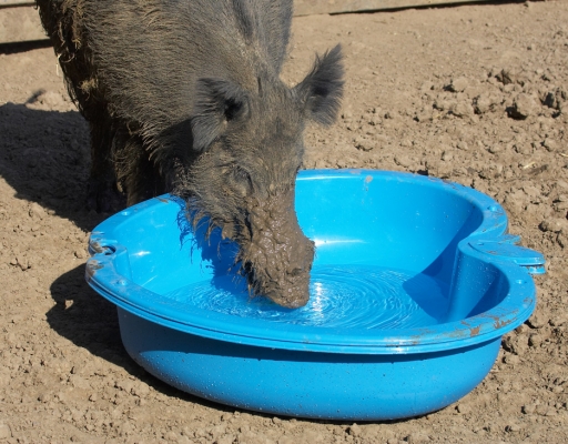 Wild Boar and Swimming Pool
We bought this kiddie's swimming pool at Argos to see if the piglets (Berkshire and wild) would like a swim.  But this large wild boar decided the water was better for drinking than for swimming.
Keywords: Argos kiddie's swimming pool Wild boar drink