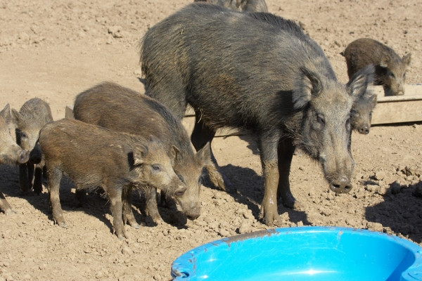 Wild Boar Approaching the Argos Kiddie Pool
We wondered if the small wild boar might enjoy a swim in the Argos apple-shaped kiddie swimming pool.
Anahtar kelimeler: Wild boar Argos kiddie pool swim