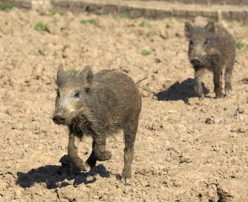 Young Wild Pigs on the Run
Mots-clés: wild boar wild pigs run chase