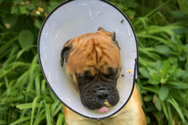 This collar's not all bad - look I don't miss a bit of food!!
Keywords: Morgan Bull Mastiff