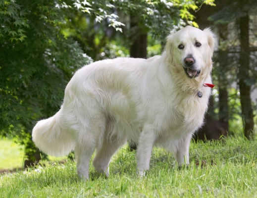 What IS going on over there?!
Ключові слова: Jayjay Golden Retriever
