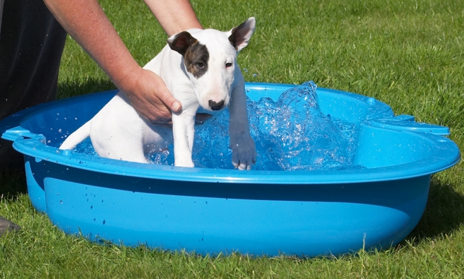 This is awfully wet........
Słowa kluczowe: Mana English Bull Terrier