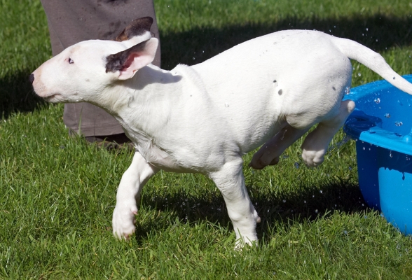 ........... told you I wouldn't like it
Keywords: Mana English Bull Terrier