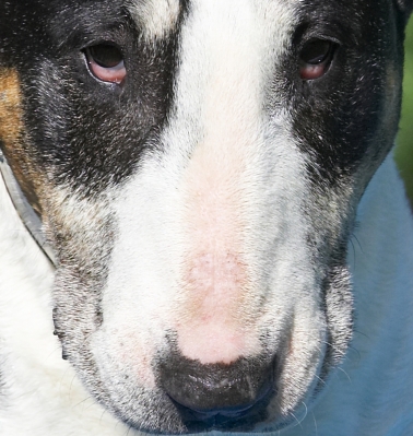 That Mana is such a wuss
Słowa kluczowe: Tapa English Bull Terrier