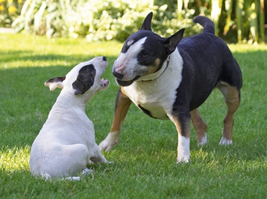 This is  how it's done kid
Palabras clave: Mana Tapa English Bull Terrier