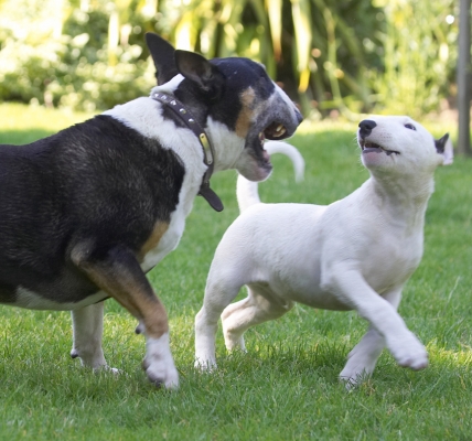 Yeah, you and who's Army?
Palabras clave: Mana Tapa English Bull Terrier