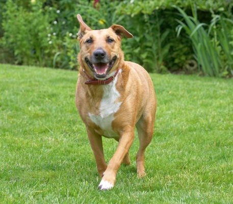 Here I come.......
الكلمات الإستدلالية(لتسهيل البحث): Ruby English Bull Terrier X