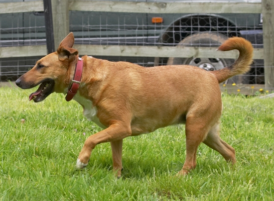 ........... and there I go
Λέξεις-κλειδιά: Ruby English Bull Terrier X