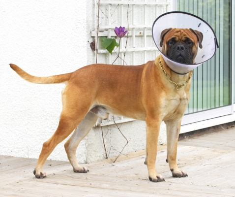 Look at my halo!
Keywords: Morgan Bull Mastiff