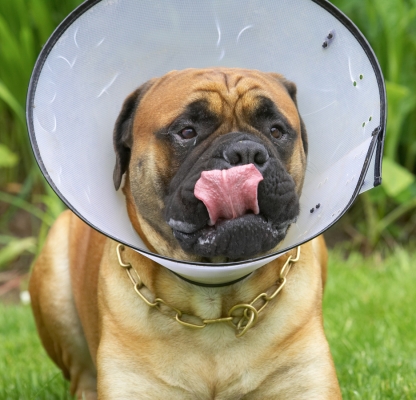 This collar's not gonna stop me eating
Ključne besede: Morgan Bull Mastiff tongue