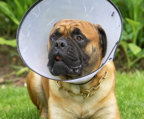 Me, worried. Nah!..........
Słowa kluczowe: Morgan Bull Mastiff