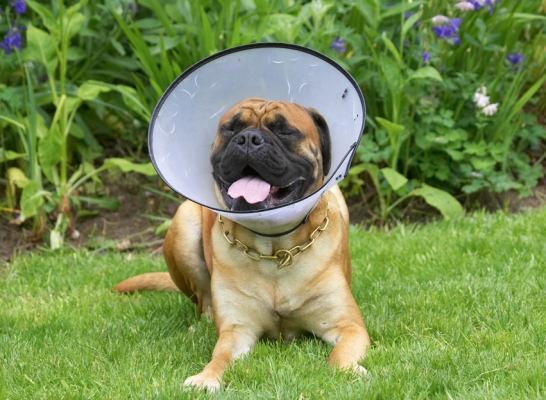 ......... see, I'm smiling
Ключевые слова: Morgan Bull Mastiff tongue