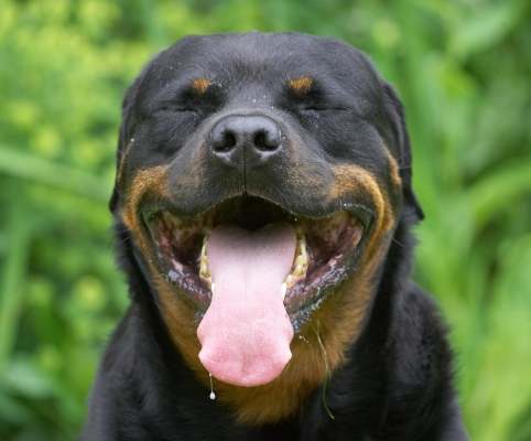 Yawwwwwwwwwwwwwnnnnnnnnn
Ключові слова: Hugo Rottweiler tongue