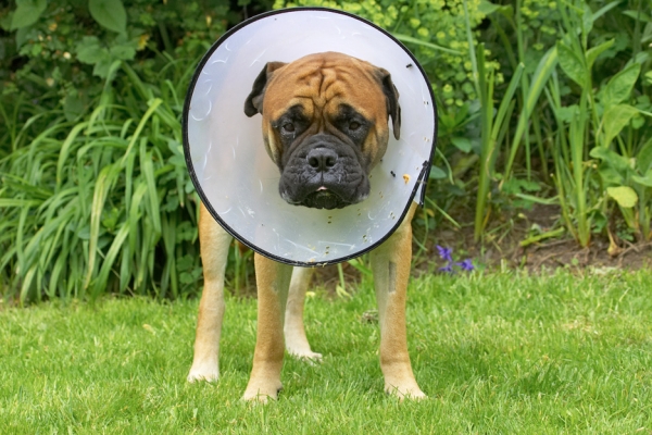 Go on then, make fun of me
Ключові слова: Morgan Bull Mastiff