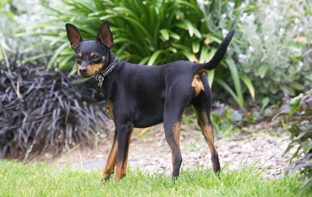 Hey, they don't call me the ASBO dog for nuffink!
Mots-clés: Bismarck Miniature Doberman Pinscher