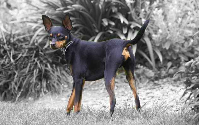 And look, here I am in black and white - well, sort of
Λέξεις-κλειδιά: Bismarck Miniature Doberman Pinscher
