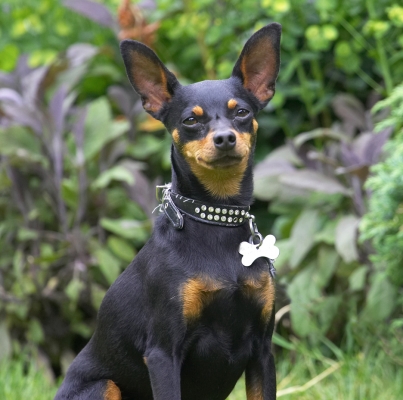 OK, I'll sit for a while
Keywords: Bismarck Miniature Doberman Pinscher