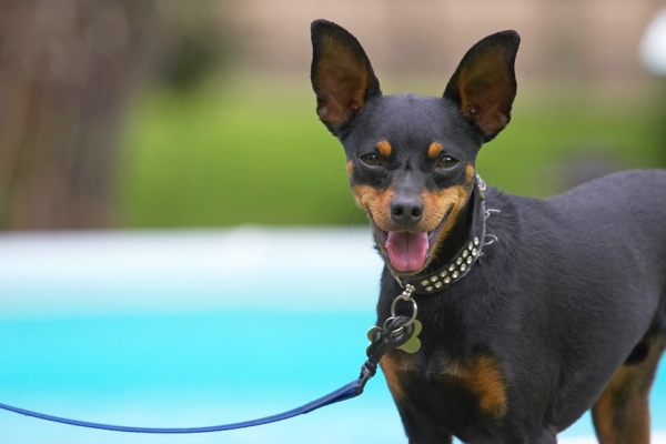 Talk to the handler!
Λέξεις-κλειδιά: Bismarck Miniature Doberman Pinscher