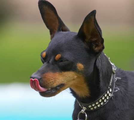 OK, so I can be bribed!
Ключові слова: Bismarck Miniature Doberman Pinscher tongue