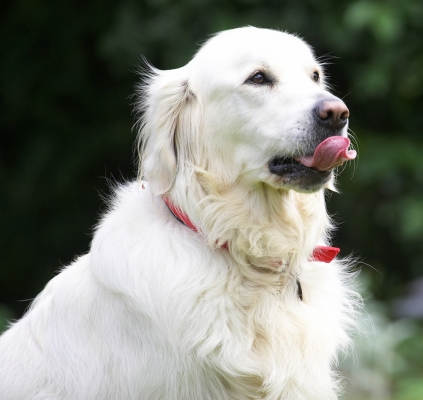 My favourite place
Keywords: Jayjay Golden Retriever tongue