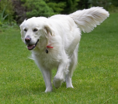 Gotta show mom I do do some exercise
Keywords: Jayjay Golden Retriever