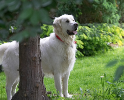 I KNOW what trees are for!
Keywords: Jayjay Golden Retriever