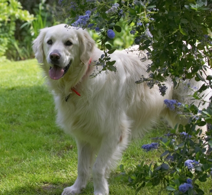 98, 99, 100.... I'm coming to get you
Schlüsselwörter: Jayjay Golden Retriever tongue