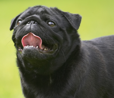 ............. still waiting
Palabras clave: Zooey Pug tongue
