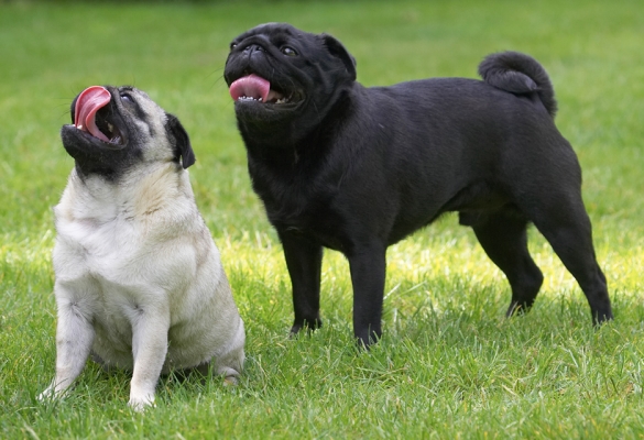 Still concentrating
Λέξεις-κλειδιά: Zooey Franny Pug tongue