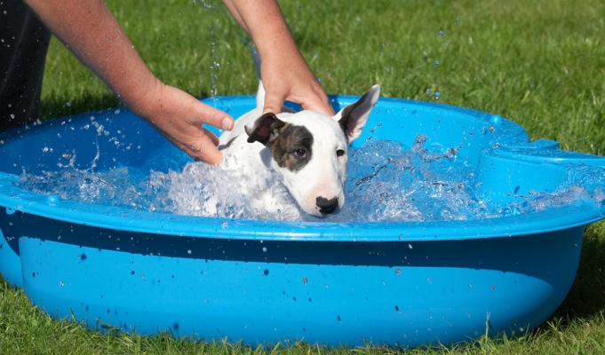 I didn't order a bath!
Schlüsselwörter: Mana English Bull Terrier paddling pool