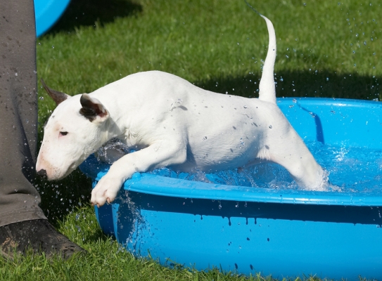 I'm outta here!
Ključne besede: Mana English Bull Terrier paddling pool