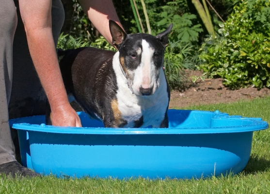 Don't you think I'm a bit big for this kid's stuff!
Palabras clave: Tapa English Bull Terrier paddling pool
