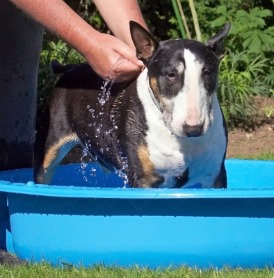 How long is this going to take?!
Palabras clave: Tapa English Bull Terrier paddling pool