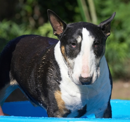 The things I have to teach this puppy!
Keywords: Tapa English Bull Terrier paddling pool