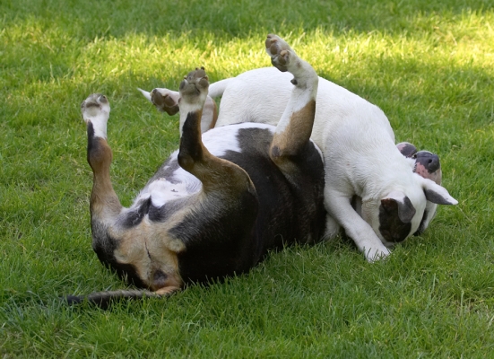 Give up yet?!
Trefwoorden: Tapa Mana English Bull Terrier