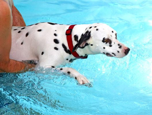 Mia the Dalmatian
Mia having her mid-morning swim with Zbig.  Mia is a [url=http://www.thedca.org/]Dalmatian[/url].
Keywords: Mia swimming dog Dalmatian Zbig Big canine hydrotherapy