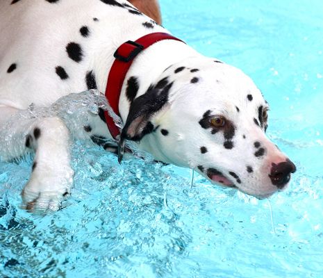 Mia Having Her Swim
Ključne besede: Mia Dalmatian Zbig swimming dog canine hydrotherapy Ritz Canine