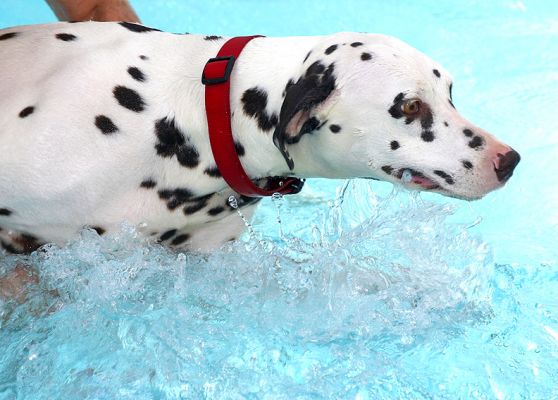 Mia Doing More Splashing Than Swimming
When Mia first got into the pool, she was more interested in getting out than anything else.  But the water is warm (between 88 - 90 degrees F), Zbig was calm and gentle, and she got into the "zen" of it all.
Keywords: Mia Dalmatian swimming dog Zbig canine hydrotherapy Ritz Canine