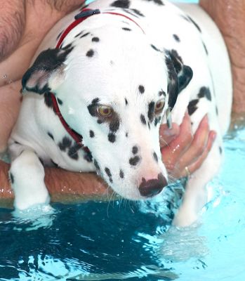 Mia
Ключові слова: Mia swimming dog canine hydrotherapy Dalmatian
