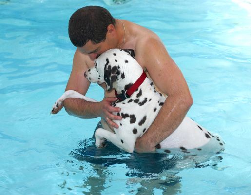 Mia and Zbig in the Pool
Ključne besede: Mia Zbig Dalmatian swimming dog canine hydrotherapy pool Ritz Canine