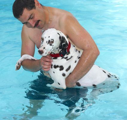 Mia and Zbig
Keywords: Mia Dalmatian Zbig swimming dog canine hydrotherapy pool Ritz Canine