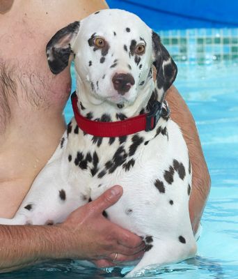 Mia
Having a bit of a rest after her swimming.
Keywords: Mia Dalmatian swimming dog canine hydrotherapy Ritz Canine