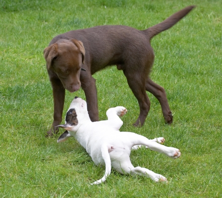 Who's this little squirt!
Schlüsselwörter: Ben Chocolate Labrador Mana English Bull Terrier puppy