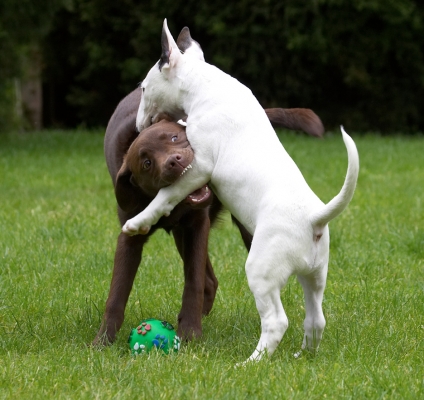 Lunch!
Anahtar kelimeler: Ben Chocolate Labrador Mana English Bull Terrier puppy