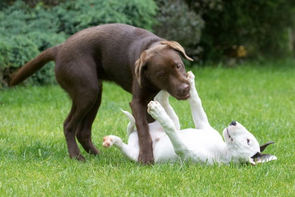 Oooh, a right hook
Trefwoorden: Ben Chocolate Labrador Mana English Bull Terrier puppy