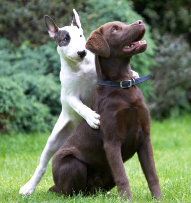 I need a better view
Palabras clave: Ben Chocolate Labrador Mana English Bull Terrier puppy