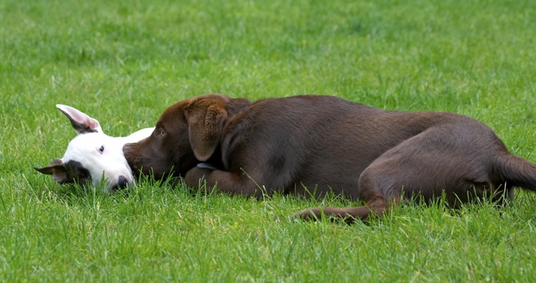 We're just good friends really
Λέξεις-κλειδιά: Ben Chocolate Labrador Mana English Bull Terrier puppy